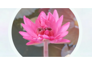 西大綠榕湖驚現“同心蓮”，校園生態治理成果再添力證